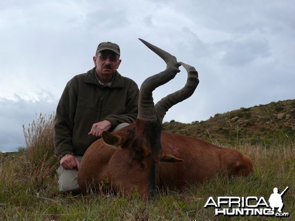 Hartebeest