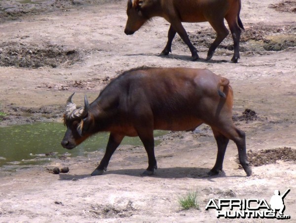 Buffalo Central Africa