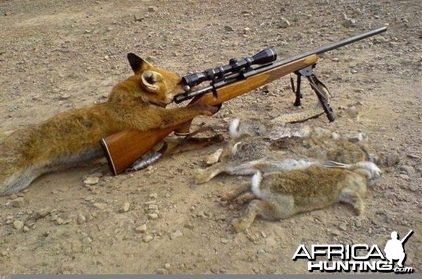 Fox Hunting in Europe - how it's actually done