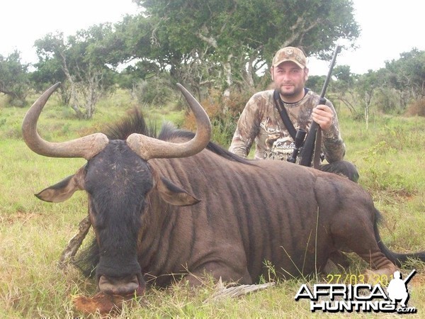 Blue Wildebeest