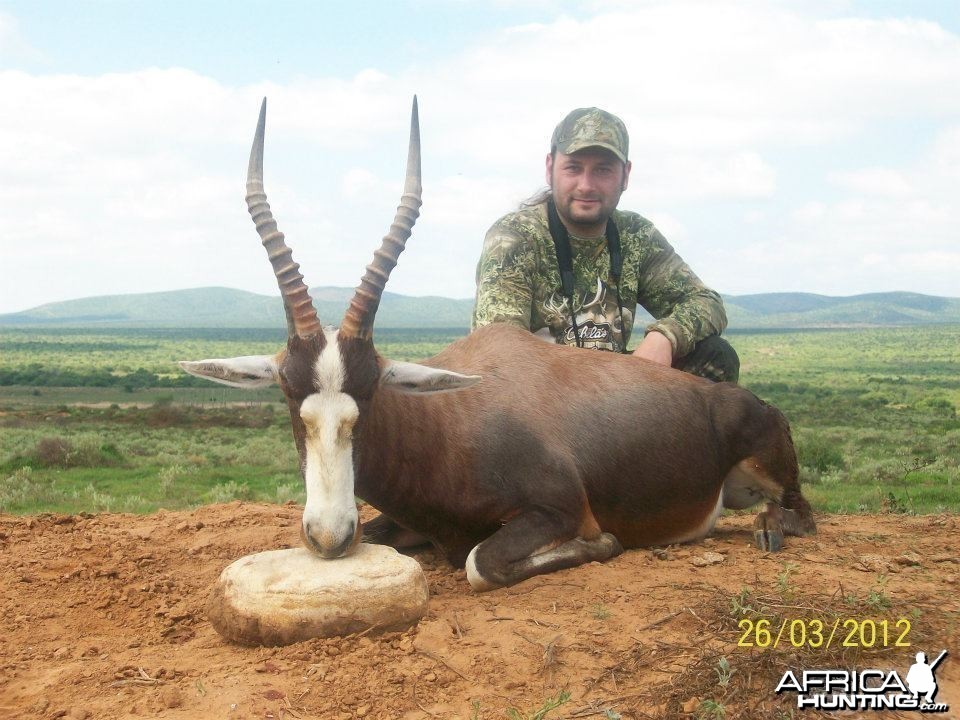 Blesbuck