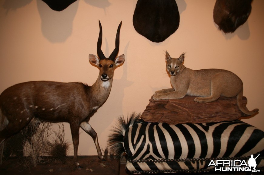 Caracal Full Mount