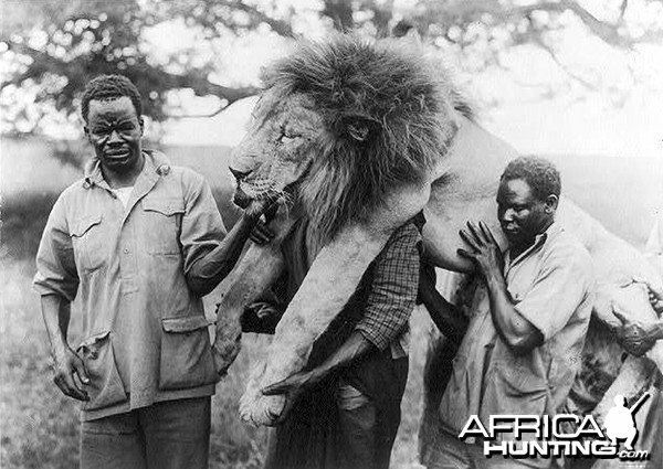 Dead lion being held by porters 1931