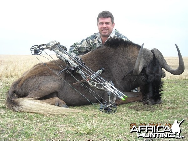 Bow Hunting Black Wildebeest