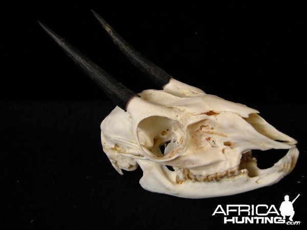 Cape Grysbok skull