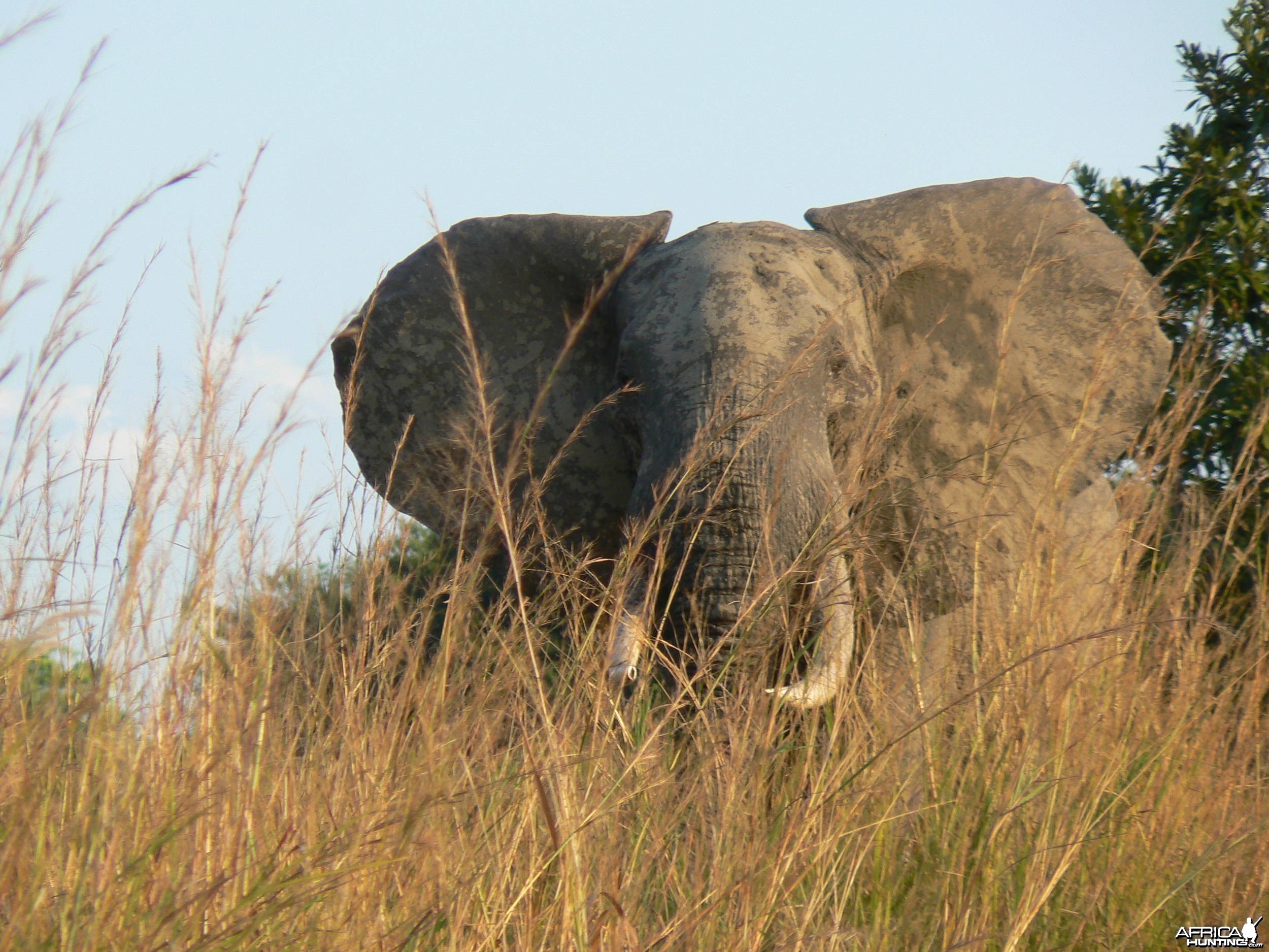Elephant