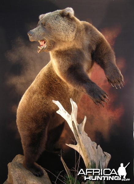 Bear Taxidermy