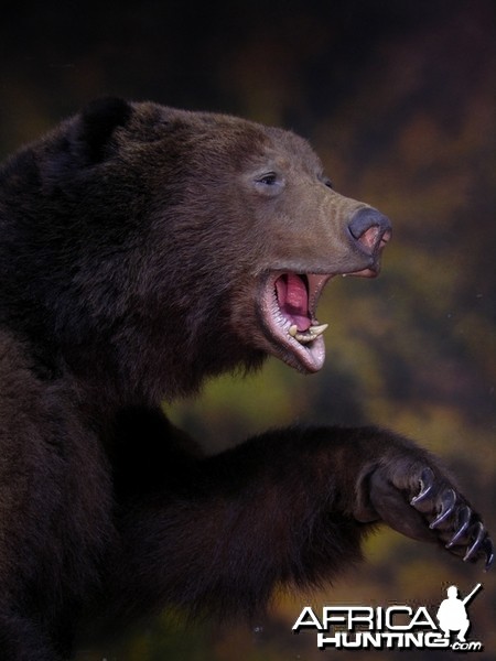 Bear Taxidermy