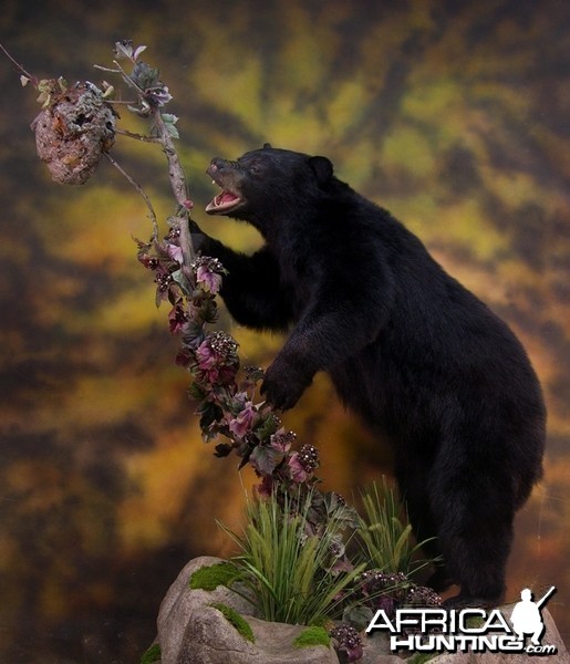 Bear Taxidermy