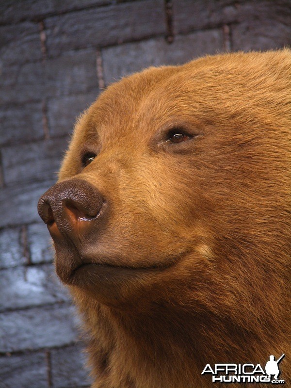 Bear Taxidermy