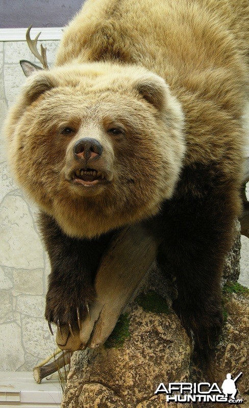 Bear Taxidermy