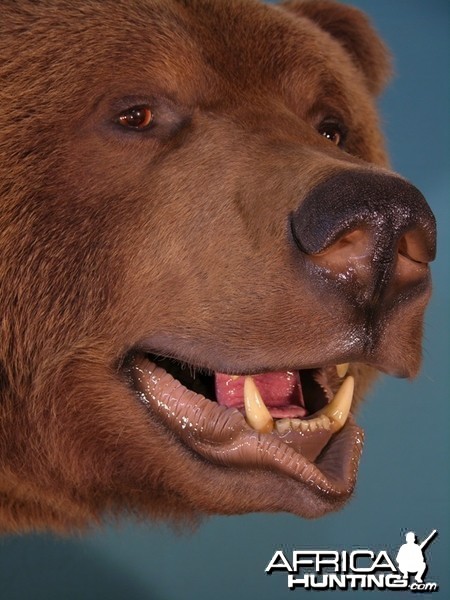 Bear Taxidermy