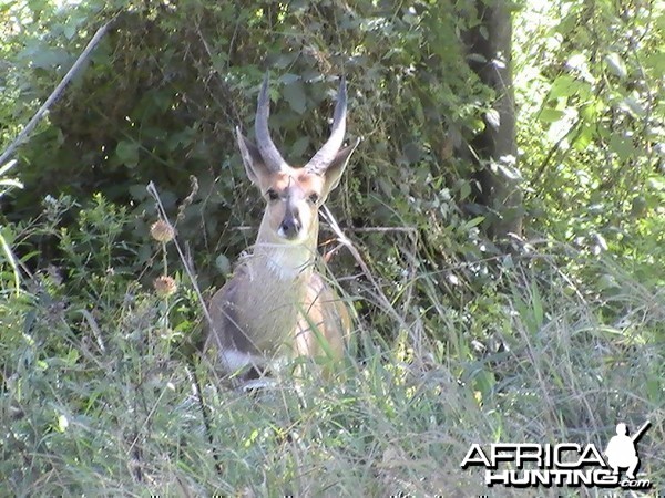 Bushbuck