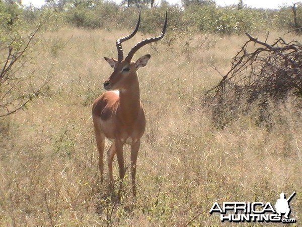 Shooter. Impala Ram