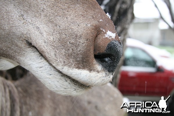 Kudu Nose Detail