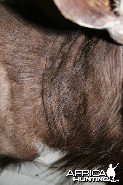 Nyala Neck detail