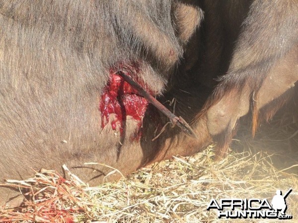 Bowhunting Buffalo