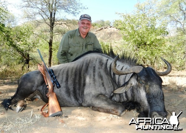 Blue Wildebeest