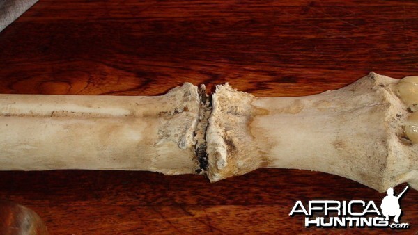 Giraffe bone