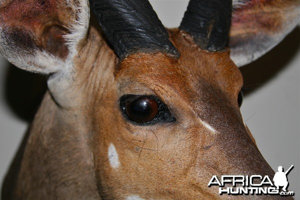 Bushbuck eye ear base