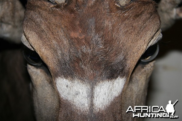 Nyala forehead