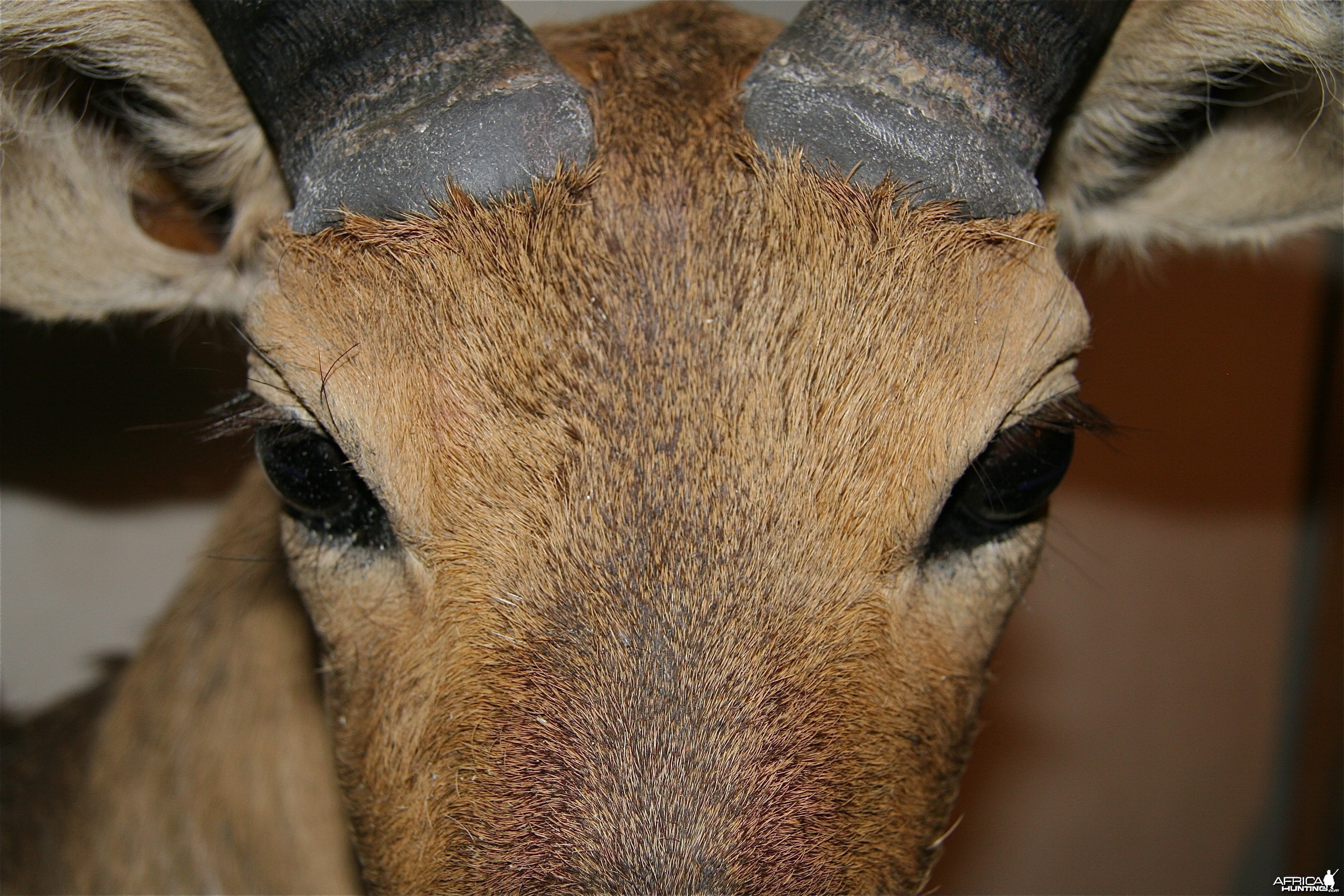 Reedbuck Face