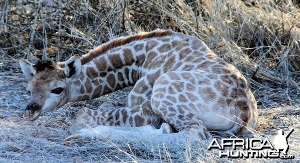 Baby Giraffe