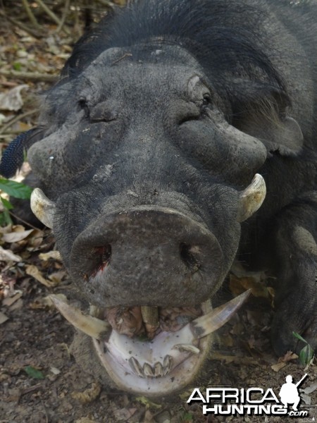 Giant Forest Hog in CAR