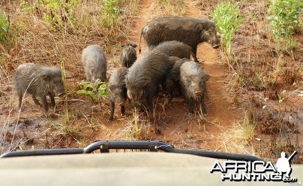 Giant Forest Hog in CAR