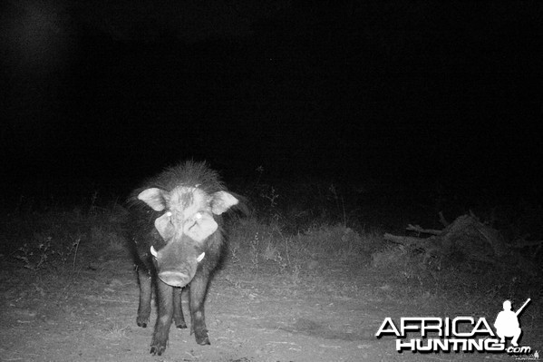 Giant Forest Hog in CAR