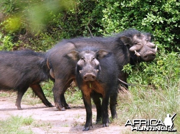 Giant Forest Hog in CAR