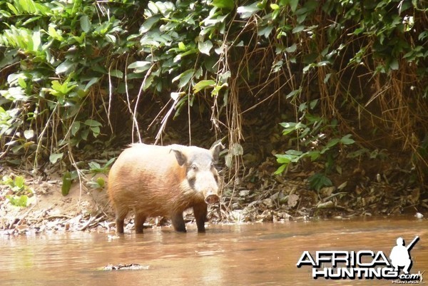 Red River Hog CAR