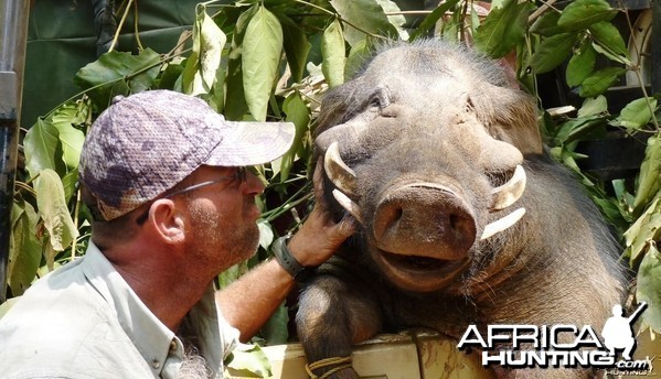 Giant Forest Hog hunted in CAR