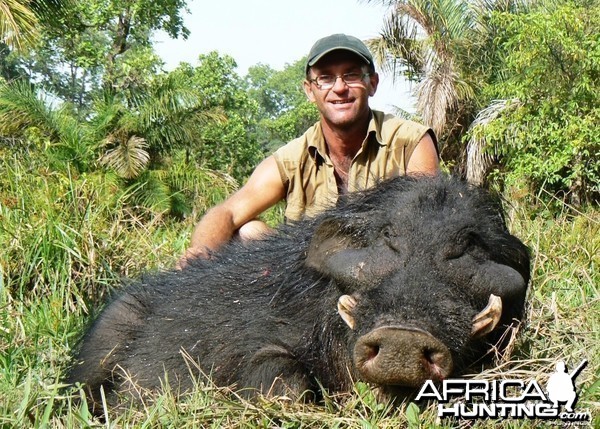 Giant Forest Hog hunted in CAR