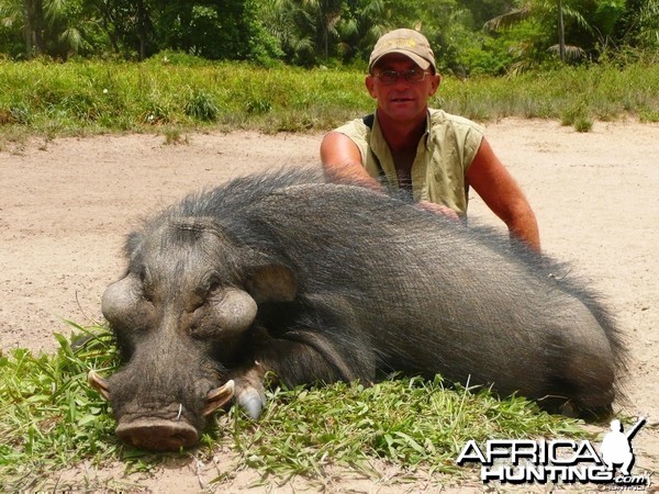 Giant Forest Hog hunted in CAR