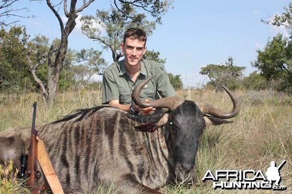 Blue Wildebeest - South Africa