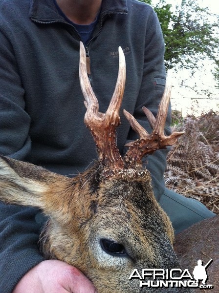 Unusual Roe Buck