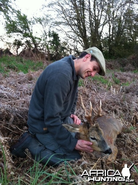 Unusual Roe Buck