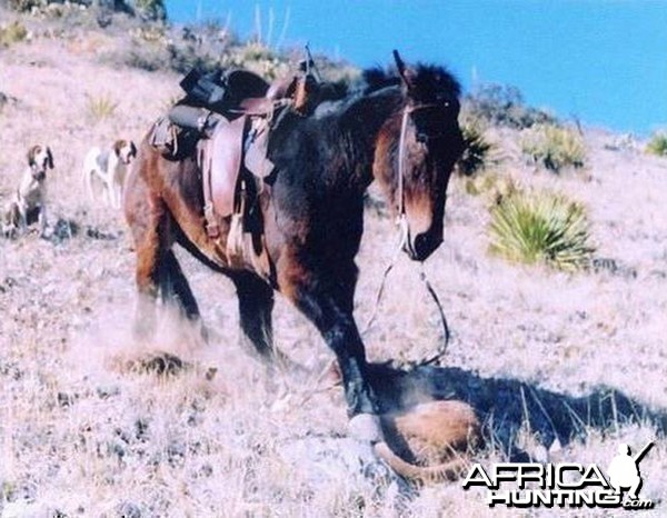 Mountain Lion and Mule Montana