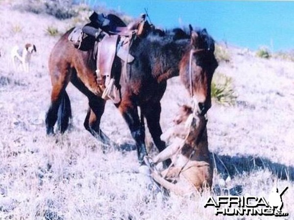 Mountain Lion and Mule Montana