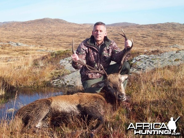 Red Stag - West Scotland