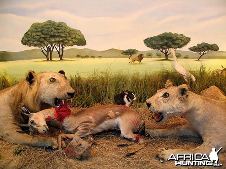 Some of my favorite taxidermy mounts