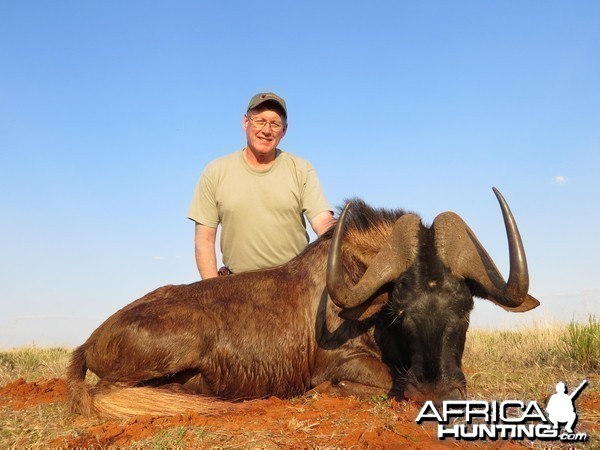 Black Wildebeest South Africa