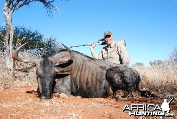 Blue Wilderbeest