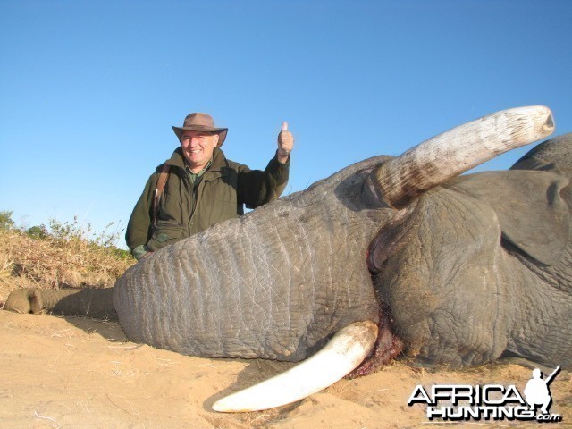 UNUSUAL ELEPHANT BULL