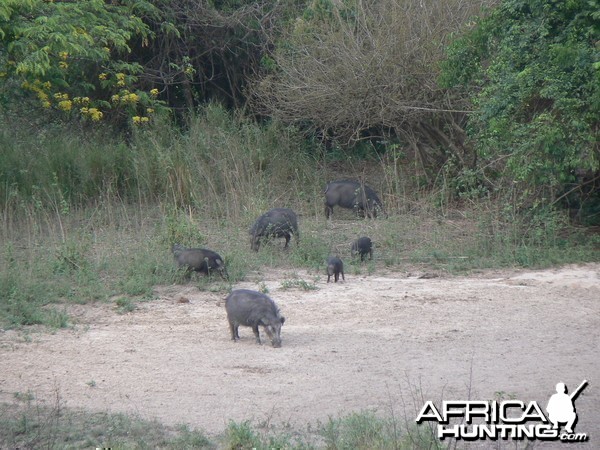 Giant Forest Hog family