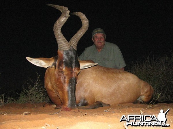 Red Hartebeest