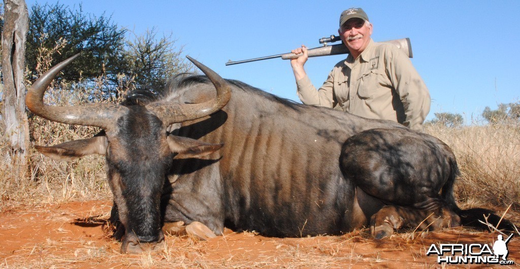 Blue Wildebeest