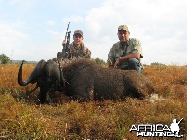 Black Wildebeest