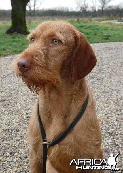 Rebus my Hungarian Wirehaired Vizsla